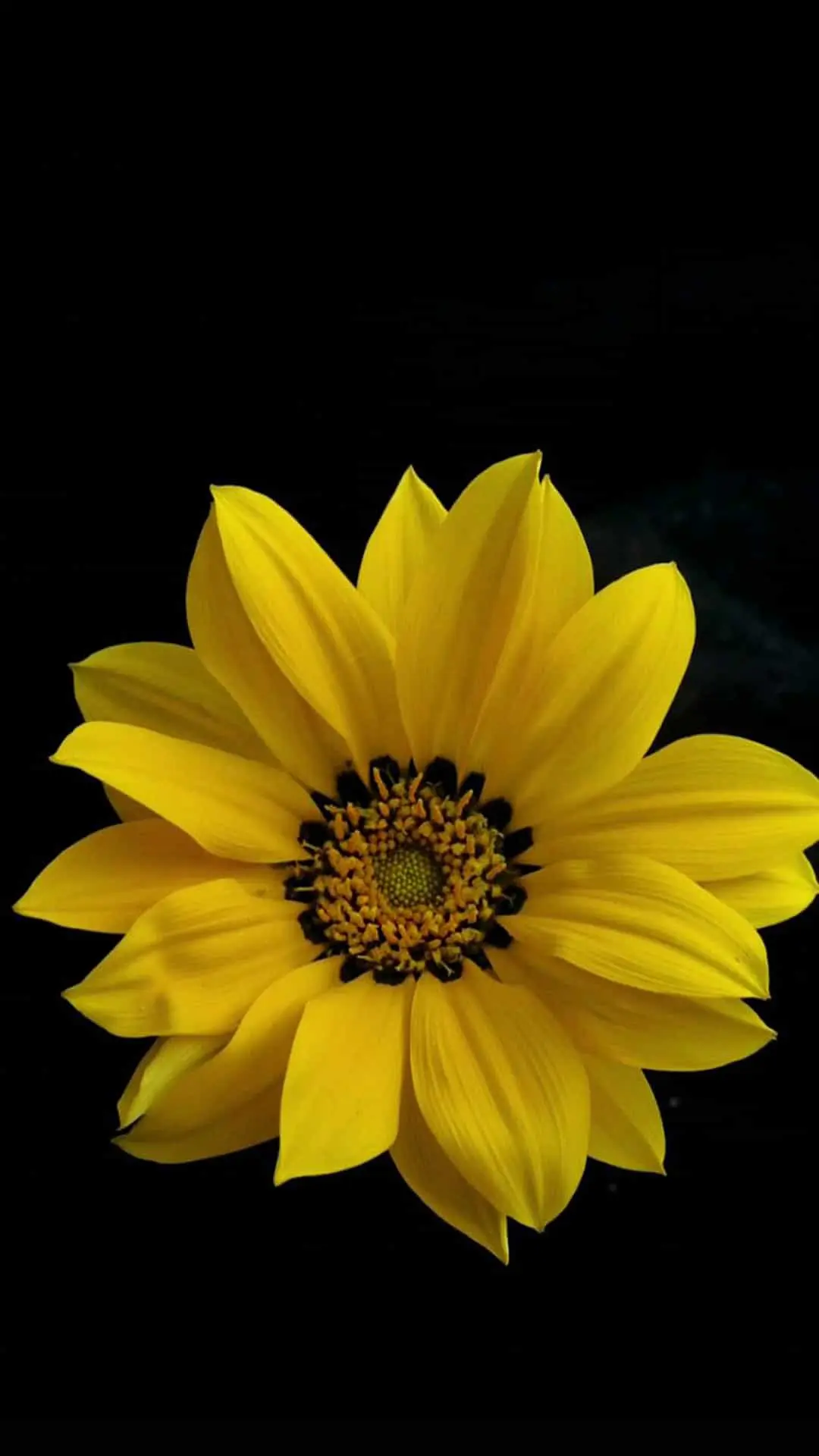 خلفية زهرة صفراء