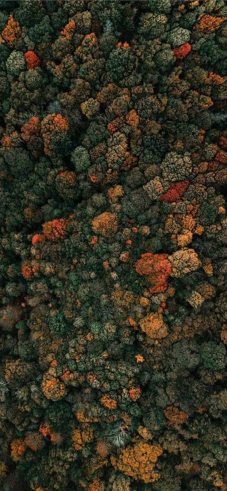 خلفية الغابة في الخريف