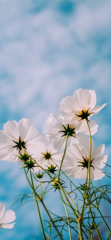 أزهار بيضاء