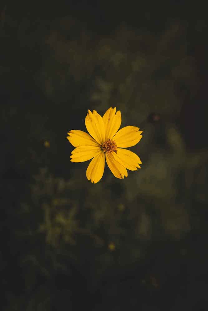 خلفية زهرة صفراء رائعة ايفون 13