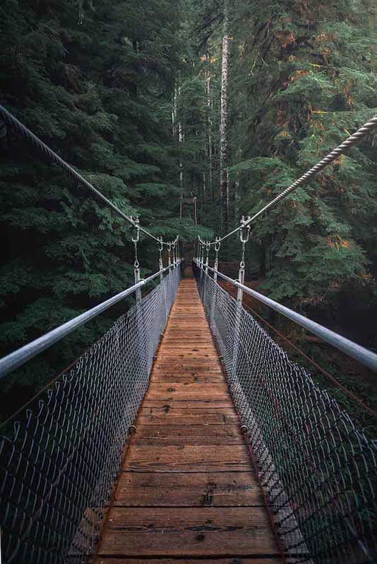 خلفية جسر وسط الغابة